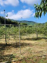 팜모닝 사과·영농일지 게시글 이미지