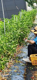 팜모닝 고추·영농일지 게시글 이미지