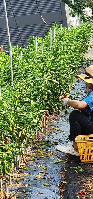 이종원님의 고추 · 영농일지 작성글 사진