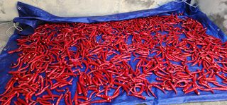 이종원님의 고추 · 영농일지 작성글 사진