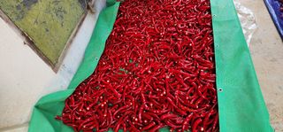 이종원님의 고추 · 영농일지 작성글 사진