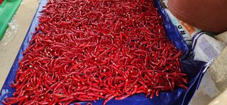 이종원님의 고추 · 영농일지 작성글 사진