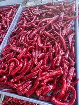 팜모닝 고추·영농일지 게시글 이미지