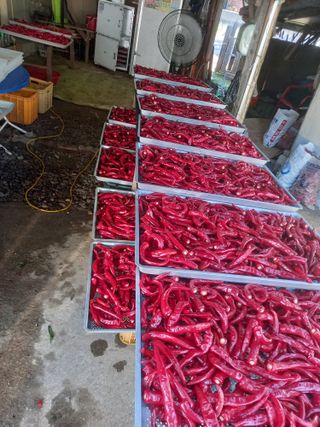 주말부부농사꾼님의 고추 · 영농일지 작성글 사진