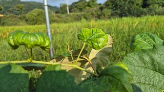 삼국지님의 포도 · 자유게시판 작성글 사진