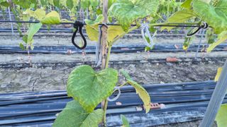 삼국지님의 포도 · 자유게시판 작성글 사진