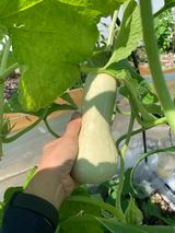 팜모닝 호박·영농일지 게시글 이미지