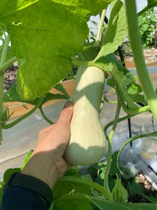 서울송파김경은님의 호박 · 영농일지 작성글 사진