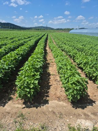 송광만님의 들깨 · 자유게시판 작성글 사진