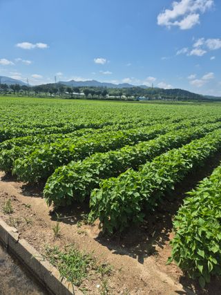 송광만님의 들깨 · 자유게시판 작성글 사진