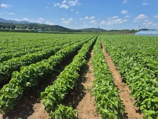 송광만님의 들깨 · 자유게시판 작성글 사진