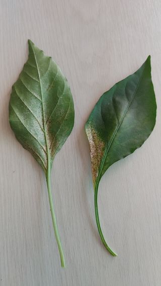 고영환님의 자유주제 · 자유게시판 작성글 사진