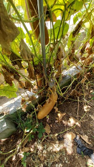권세민님의 오이 · 자유게시판 작성글 사진