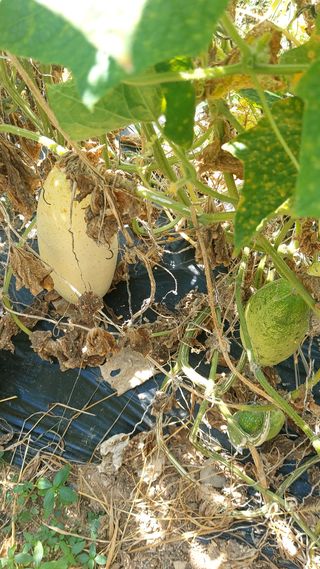 권세민님의 오이 · 자유게시판 작성글 사진