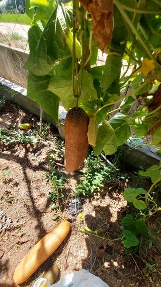 권세민님의 오이 · 자유게시판 작성글 사진