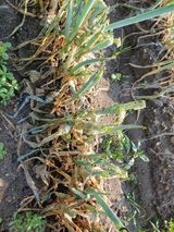 팜모닝 파·병해충상담 게시글 이미지