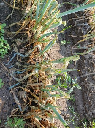 농부가된영어샘님의 파 · 병해충상담 작성글 사진