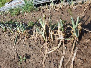 농부가된영어샘님의 파 · 병해충상담 작성글 사진