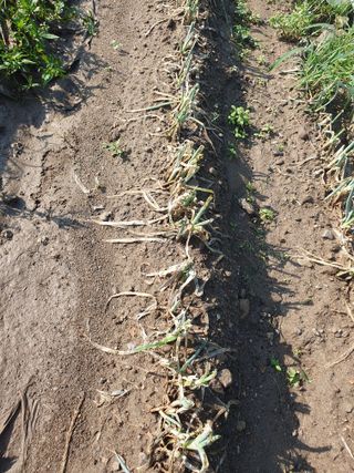 농부가된영어샘님의 파 · 병해충상담 작성글 사진