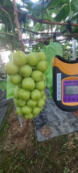 팜모닝 자유주제·자유게시판 게시글 이미지