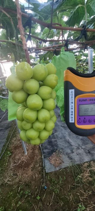 샤인머스마님의 자유주제 · 자유게시판 작성글 사진