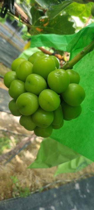 샤인머스마님의 자유주제 · 자유게시판 작성글 사진