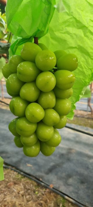 샤인머스마님의 자유주제 · 자유게시판 작성글 사진