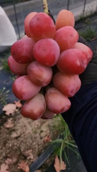 샤인머스마님의 자유주제 · 자유게시판 작성글 사진