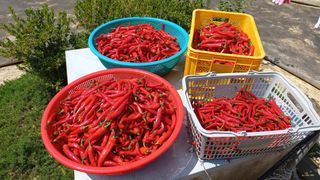 자두21501님의 고추 · 영농일지 작성글 사진