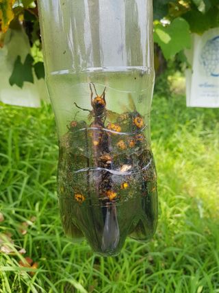 불렉조님의 기타작물 · 병해충상담 작성글 사진