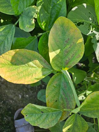 귀농 님의 콩 · 병해충상담 작성글 사진