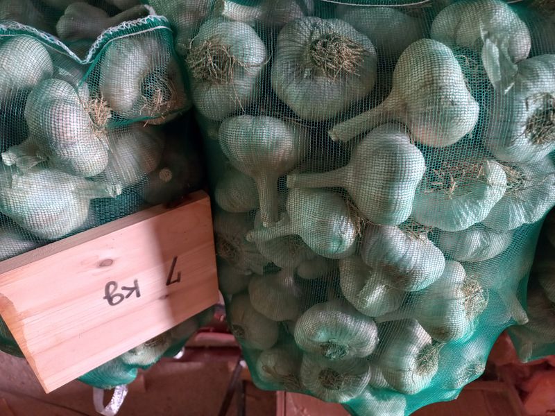 박린님의 장터 판매 상품 [홍산마늘 1접(7.0kg)] 첨부 사진