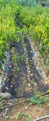 팜모닝 고추·병해충상담 게시글 이미지