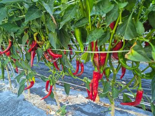 김종열님의 자유주제 · 자유게시판 작성글 사진