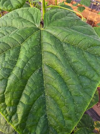 한들농원~~^^님의 오이 · 병해충상담 작성글 사진