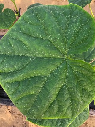 한들농원~~^^님의 오이 · 병해충상담 작성글 사진