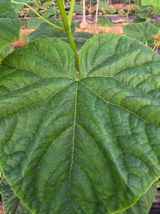 한들농원~~^^님의 오이 · 병해충상담 작성글 사진