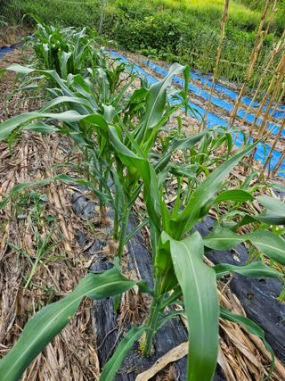 서화복님의 옥수수 · 영농일지 작성글 사진