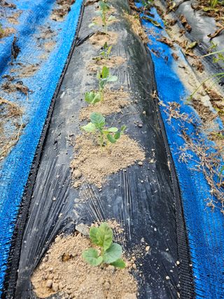 서화복님의 옥수수 · 영농일지 작성글 사진