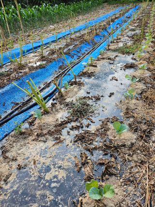 서화복님의 옥수수 · 영농일지 작성글 사진