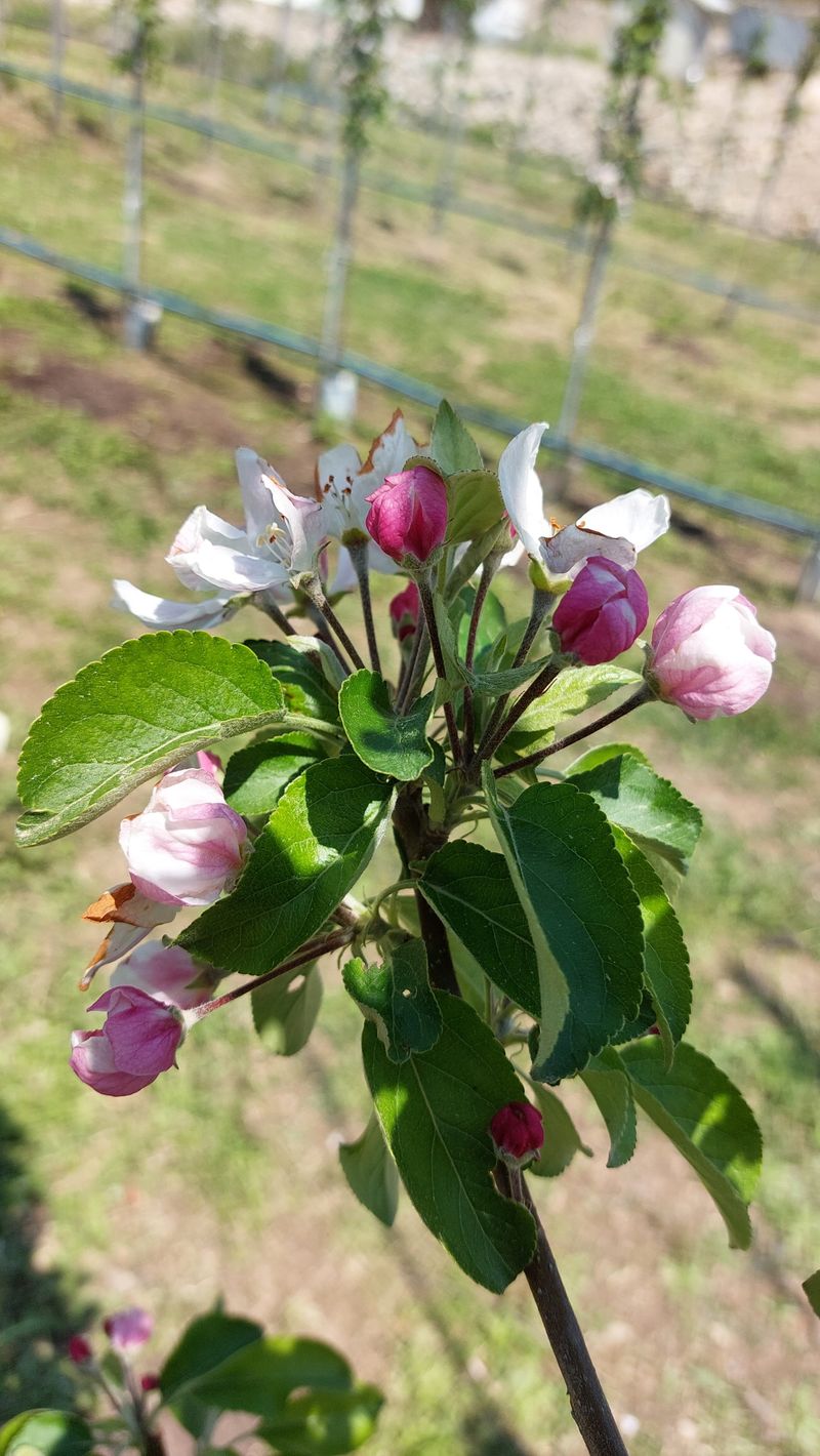 손윤영/수채화농원님의 장터 판매 상품 [아오리,아리수 사과 5kg] 첨부 사진