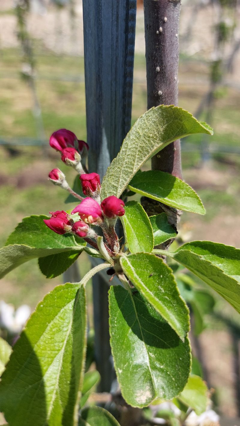 손윤영/수채화농원님의 장터 판매 상품 [아오리,아리수 사과 5kg] 첨부 사진