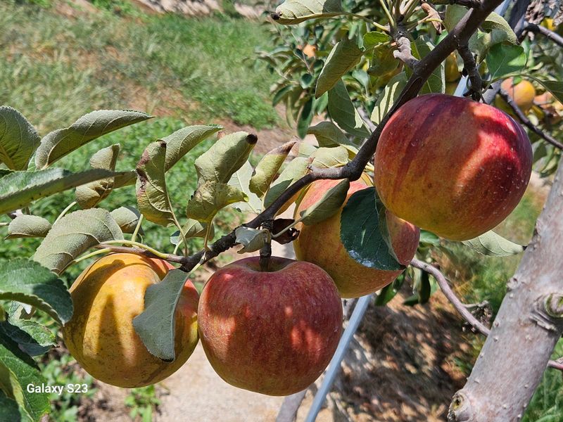 손윤영/수채화농원님의 장터 판매 상품 [아오리,아리수 사과 5kg] 첨부 사진