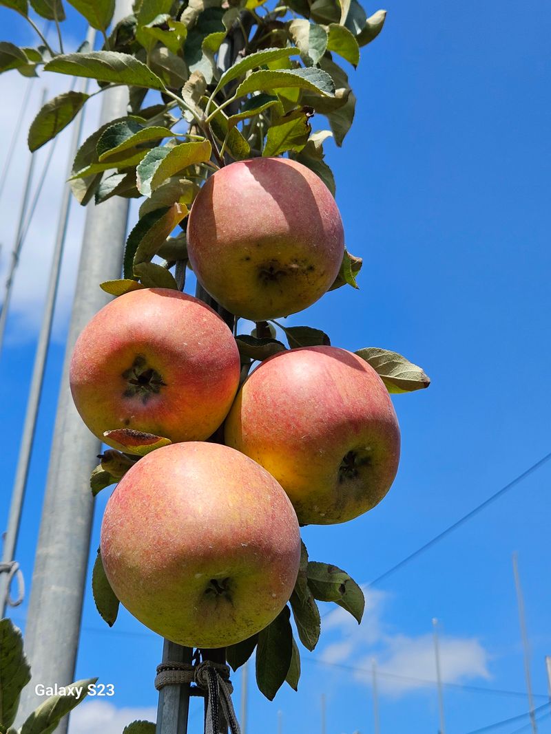 손윤영/수채화농원님의 장터 판매 상품 [아오리,아리수 사과 5kg] 첨부 사진
