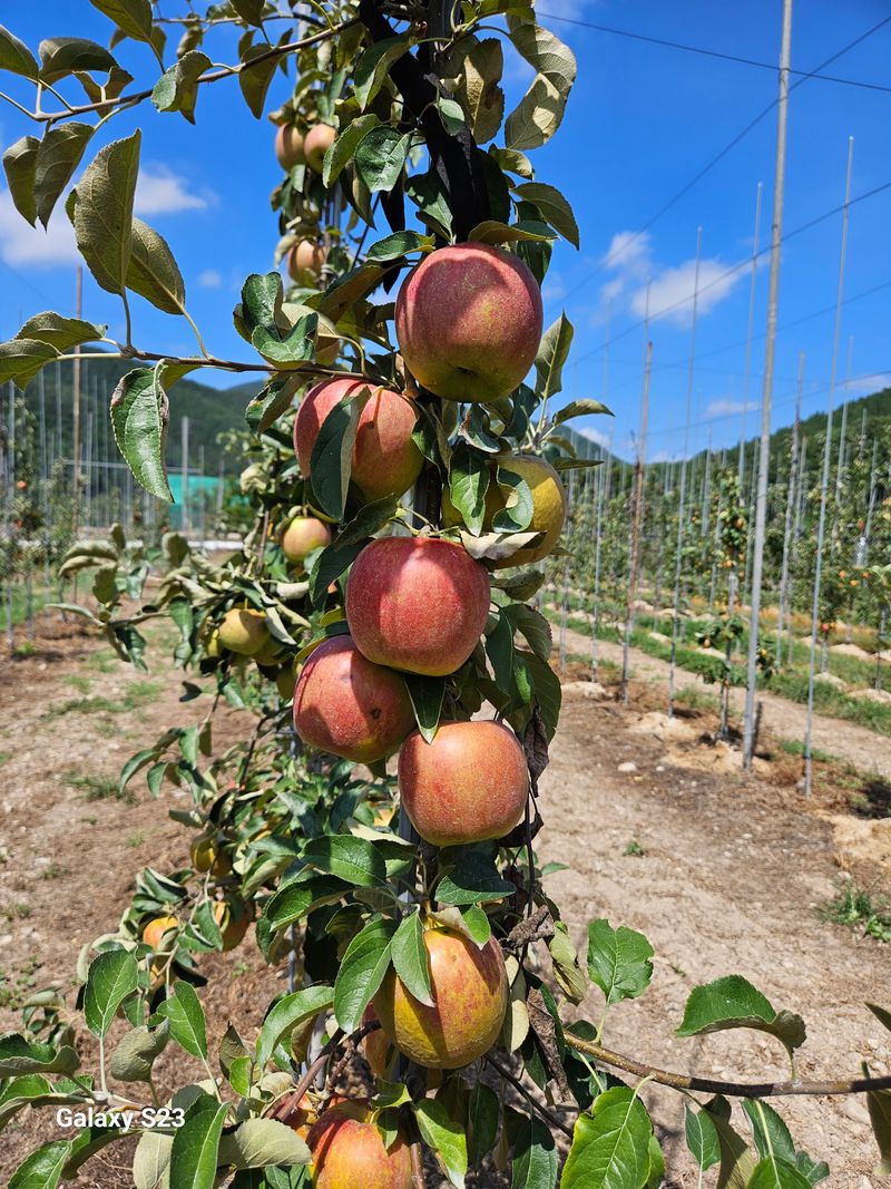 손윤영/수채화농원님의 장터 판매 상품 [아오리,아리수 사과 5kg] 첨부 사진