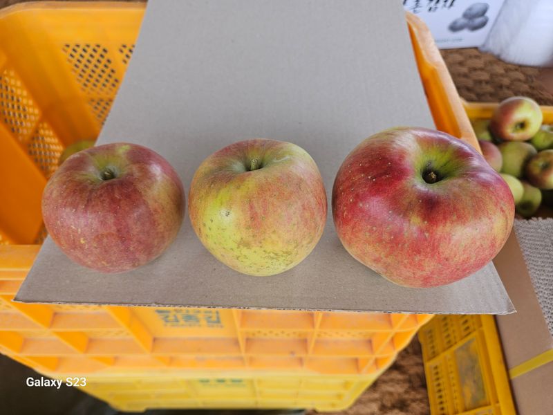 손윤영/수채화농원님의 장터 판매 상품 [아오리,아리수 사과 5kg] 첨부 사진