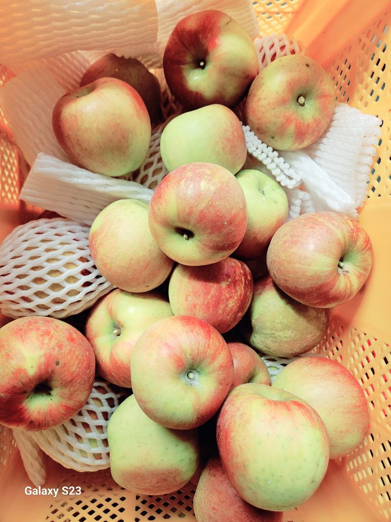 손윤영/수채화농원님의 장터 판매 상품 [아오리,아리수 사과 5kg] 첨부 사진