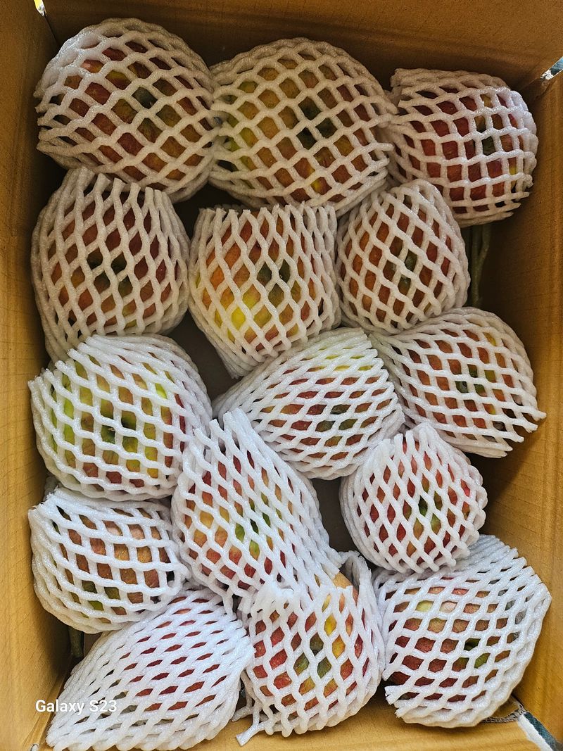 손윤영/수채화농원님의 장터 판매 상품 [아오리,아리수 사과 5kg] 첨부 사진