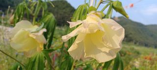 고풍마님님의 자유주제 · 자유게시판 작성글 사진