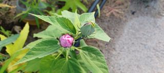 고풍마님님의 자유주제 · 자유게시판 작성글 사진